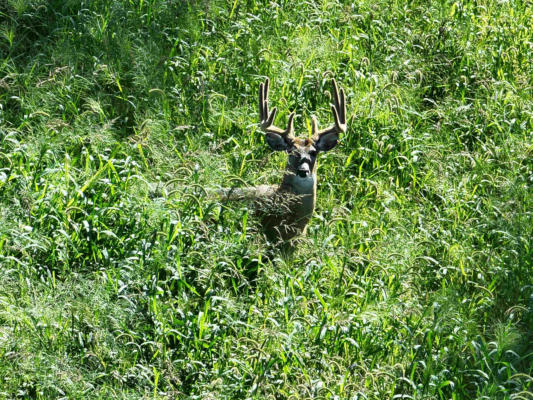 000 HIGHWAY TB ACRES, RICHLAND CENTER, WI 53581 - Image 1